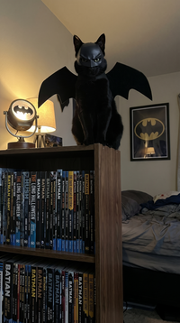 The Bat Cat Costume